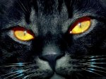 cara-de-gato[1].JPG