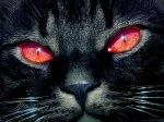 BLACK CAT.jpg
