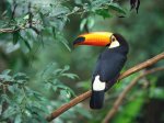 TOUCAN.jpg