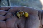 BICHO-BOLITA-cebo.jpg