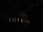 Pic1219001.jpg