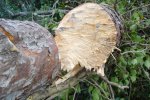 DSC04018.jpg