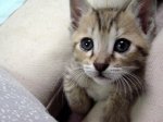 20080415171127-2-gatos.jpg