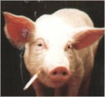 tipos%201_cerdo_cochino.jpg