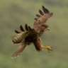 buteo