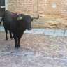 sanalego