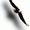 RaulTalon