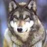 WOLFITO